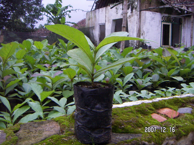 CV. Dejava Furniture