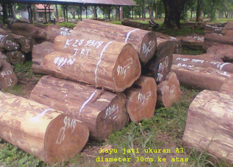kayu jati berkualitas