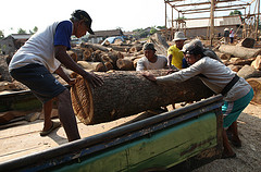 kayu jati berkualitas
