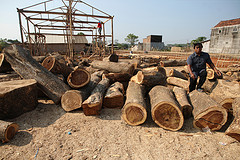 jati jepara