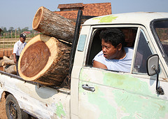 kayu jati berkualitas
