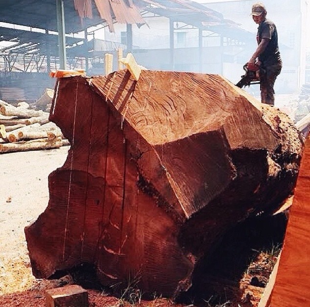 Suar Wood